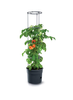 Prosperplast květináč na pěstování rajčat Tomato Grower IPOM300-S433